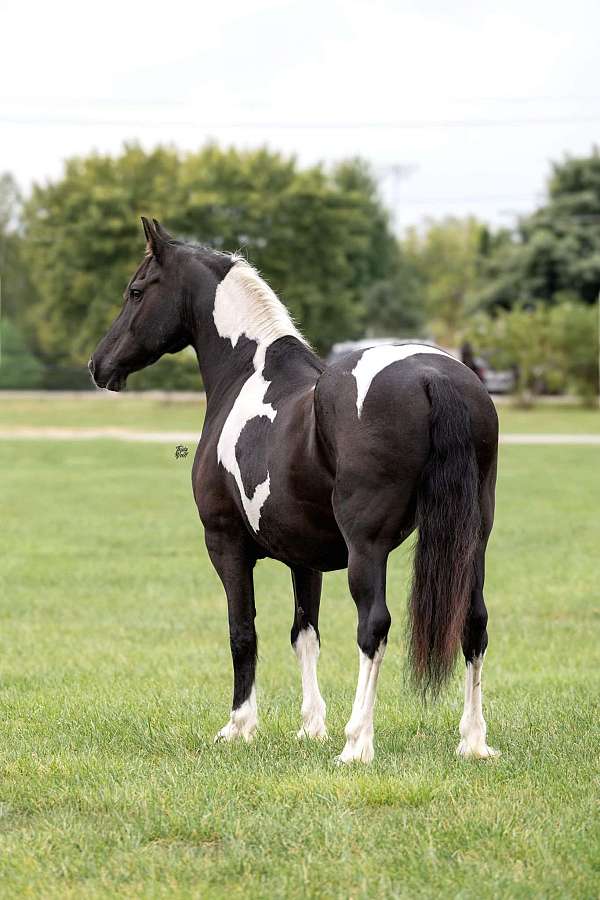 bay-blanket-horse