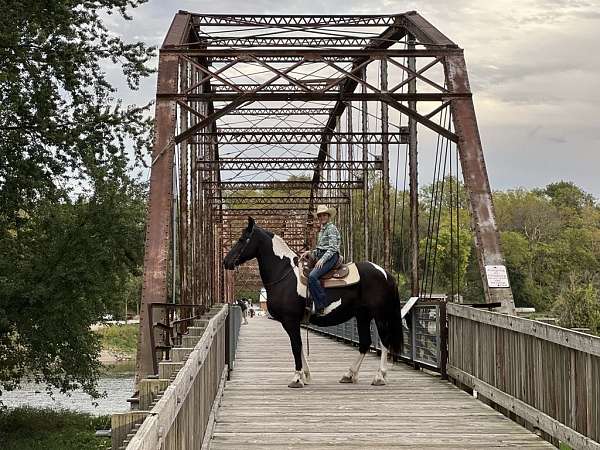 trail-quarter-horse