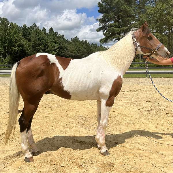 pinto-quarter-horse-gelding