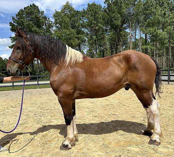 pinto-draft-gelding