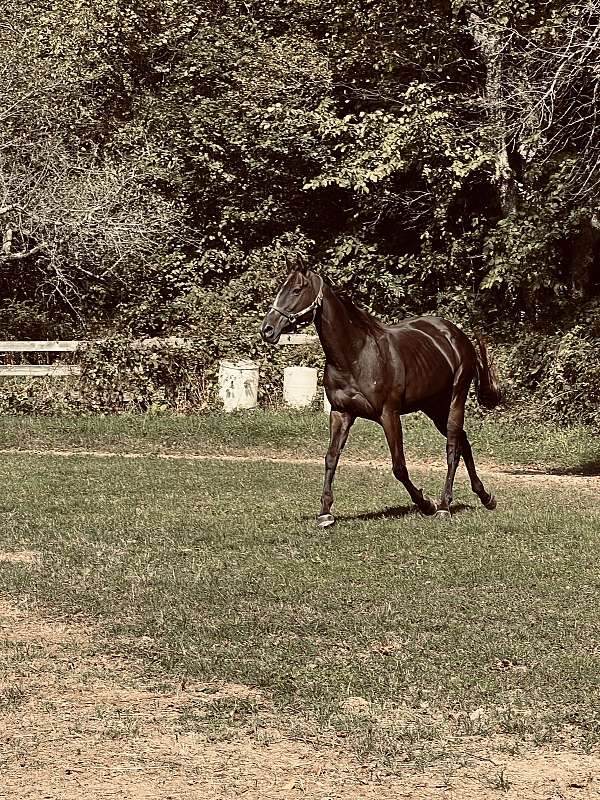 thoroughbred-horse-for-sale