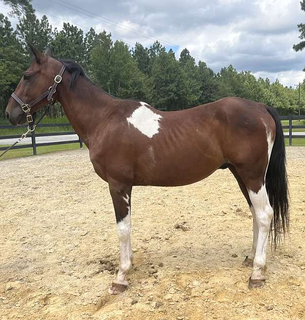 pinto-paint-gelding