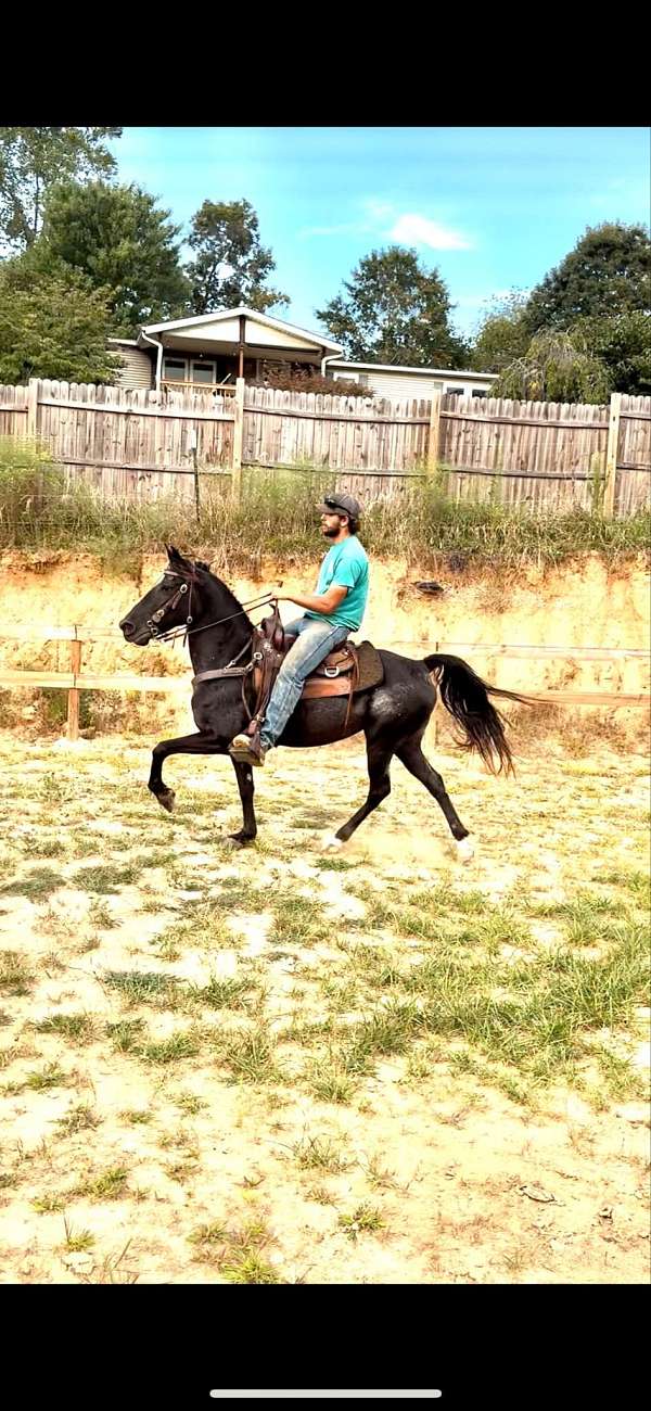 grey-roan-mare-for-sale