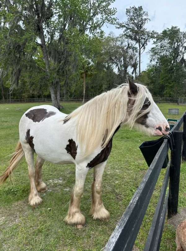 silver-dapple-tobiano-horse