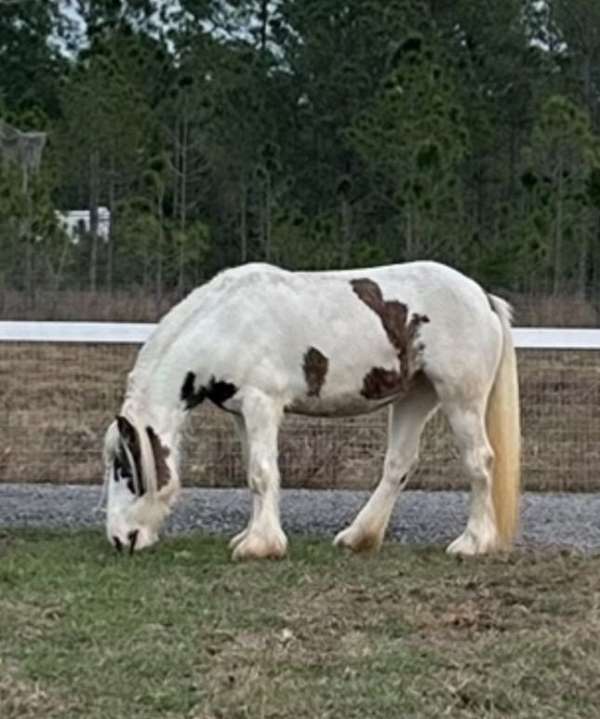 tobiano-silver-dapple-horse