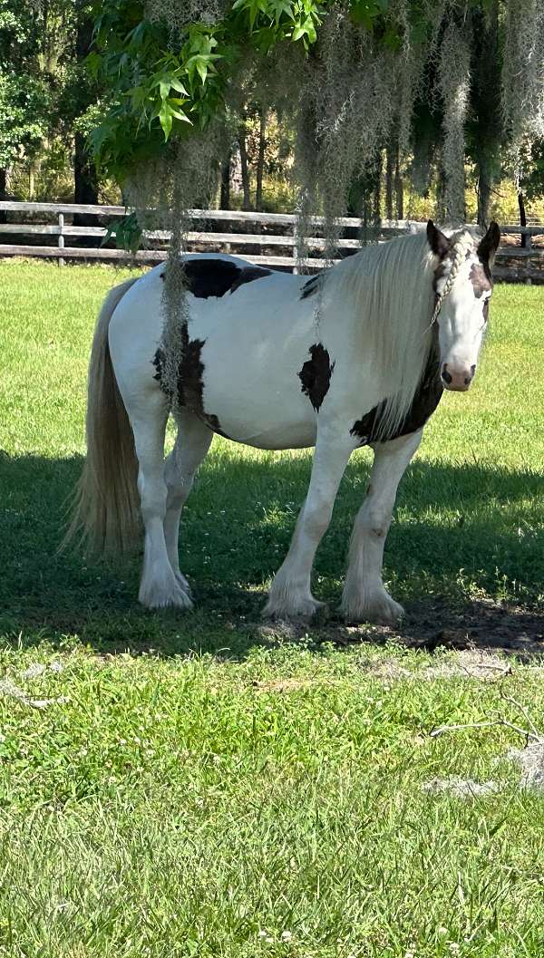 tobiano-gypsy-vanner-mare