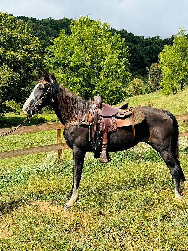 black-sabino-beginner-horse