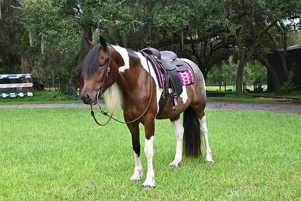 barefoot-gypsy-vanner-horse