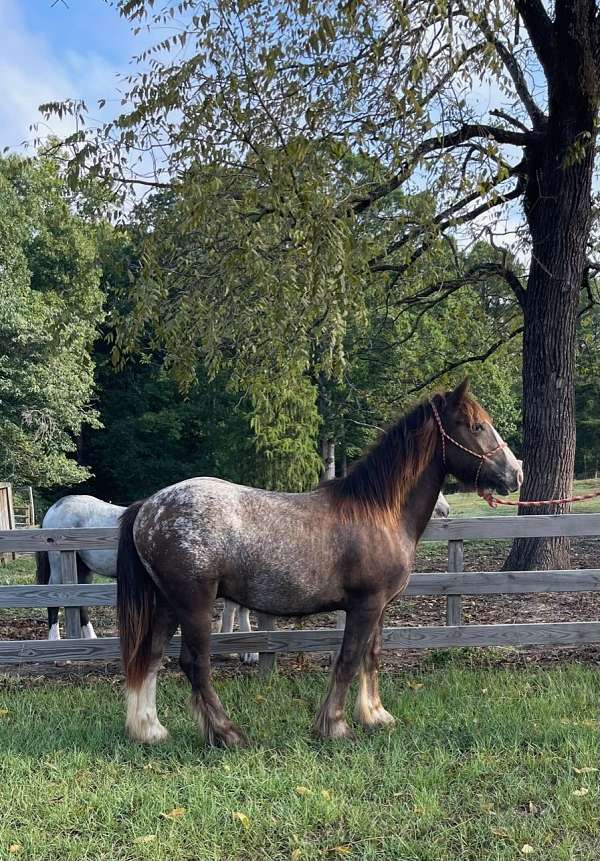 blanket-but-4-white-socks-horse