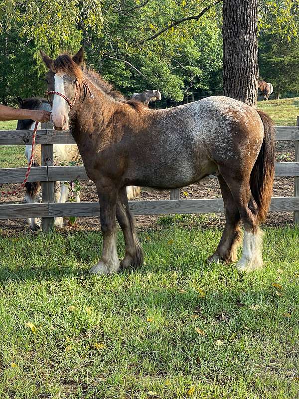 black-blanket-but-4-white-socks-horse