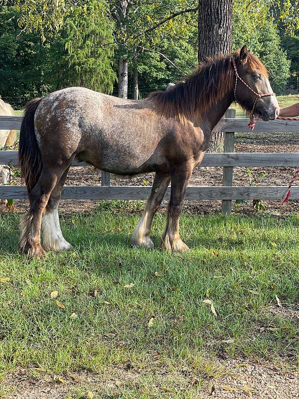 harness-show-gypsy-vanner-horse