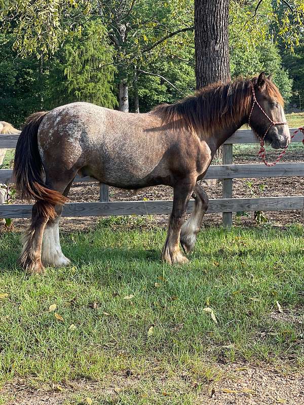 harness-show-gelding