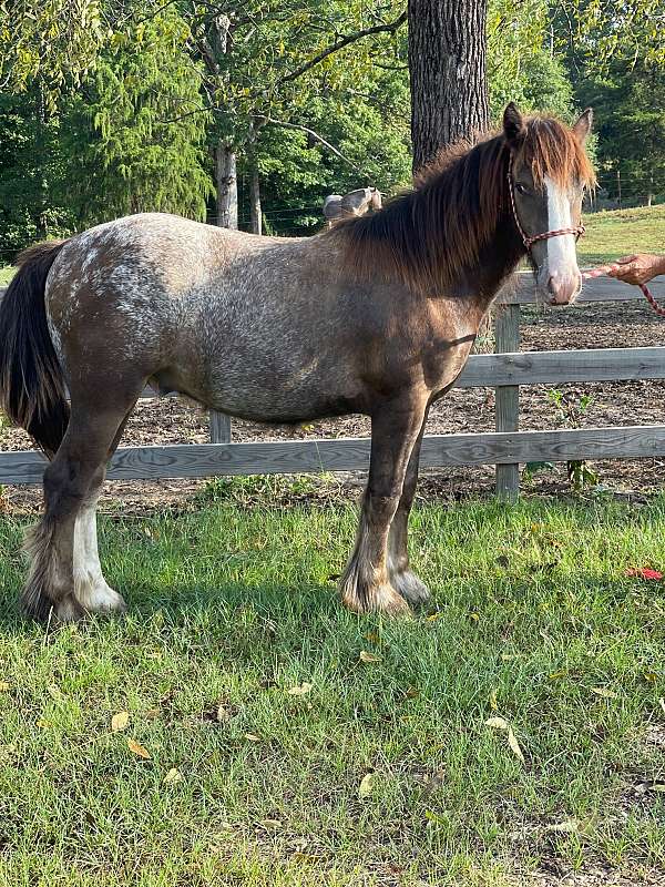 black-gypsy-vanner-gelding