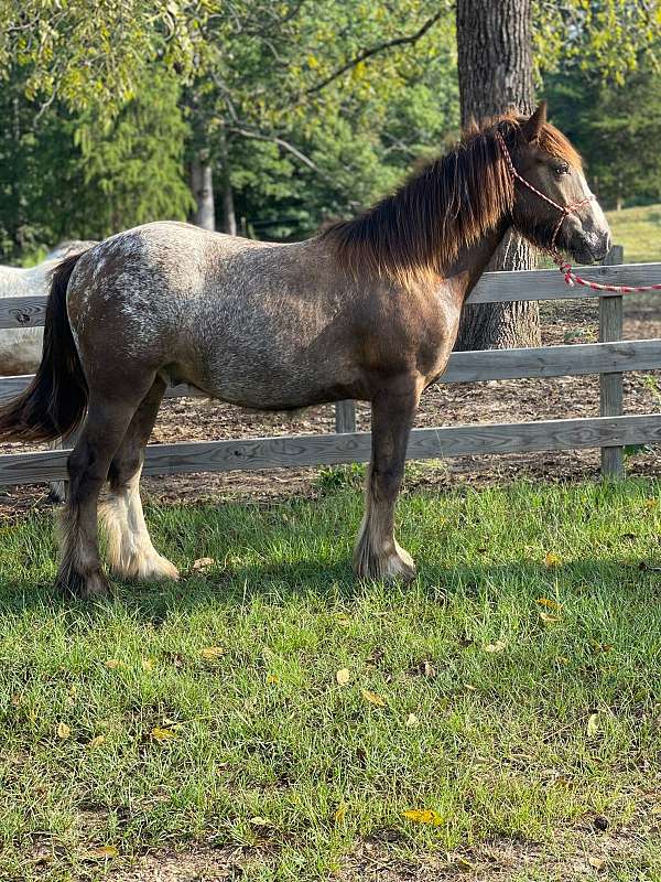 14-hand-gypsy-vanner-gelding