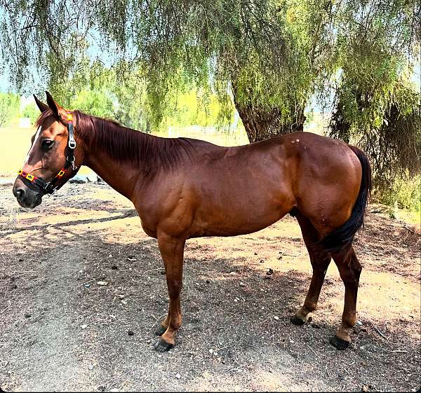 quarter-horse-gelding