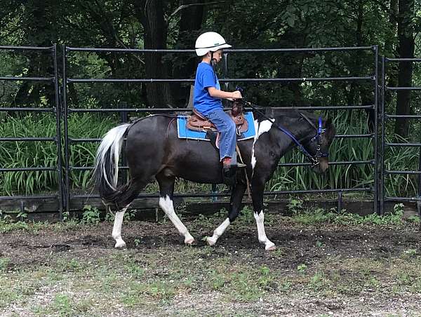 black-with-white-spots4-stockings-horse