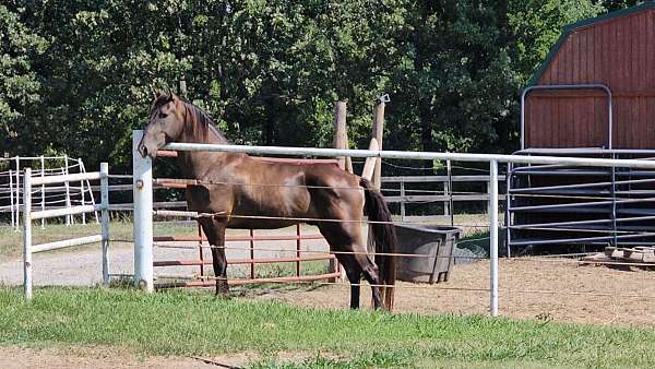 smokey-black-tennessee-walking-stallion