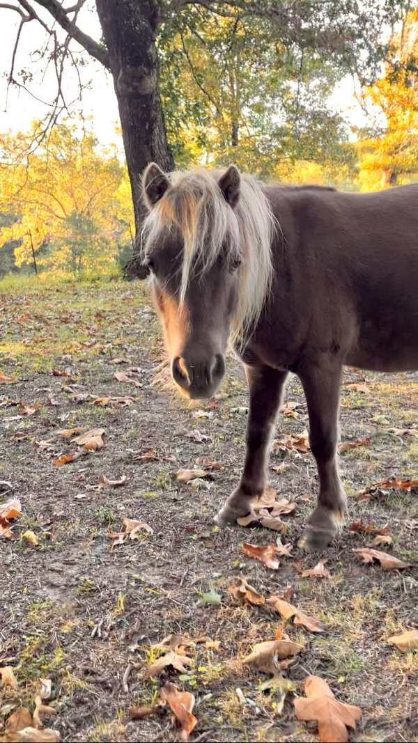 loving-miniature-pony