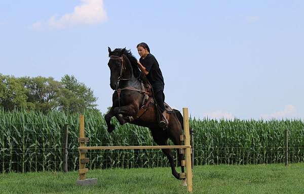 athletic-saddlebred-horse