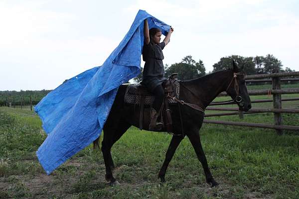 jumping-saddlebred-horse