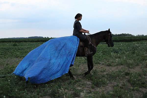 beginner-saddlebred-horse