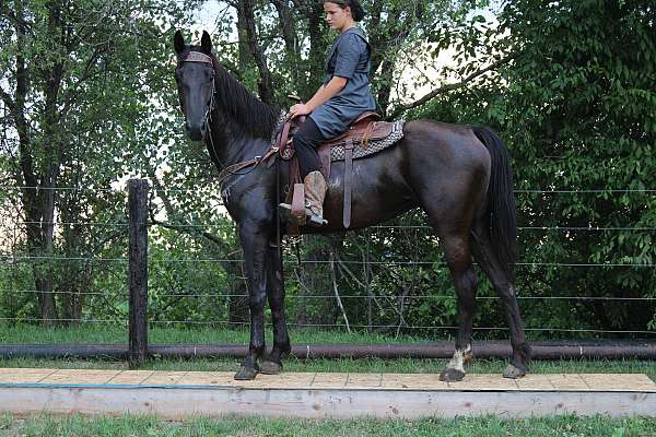 ridden-english-saddlebred-horse