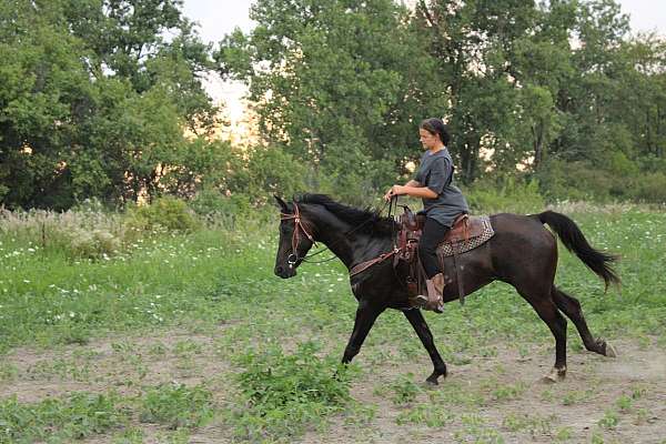 ridden-western-saddlebred-horse