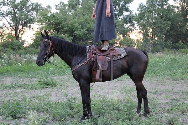 trail-riding-saddlebred-horse