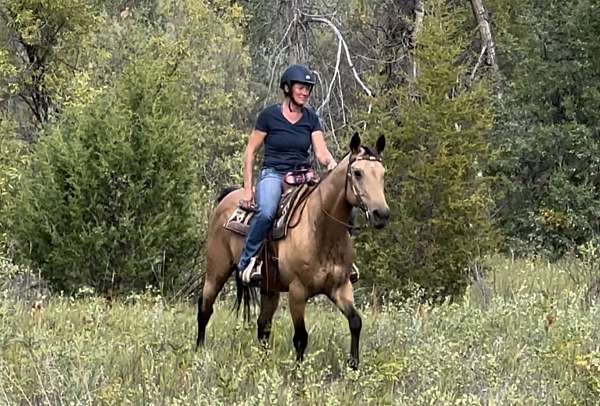 buckskin-quarter-horse-gelding