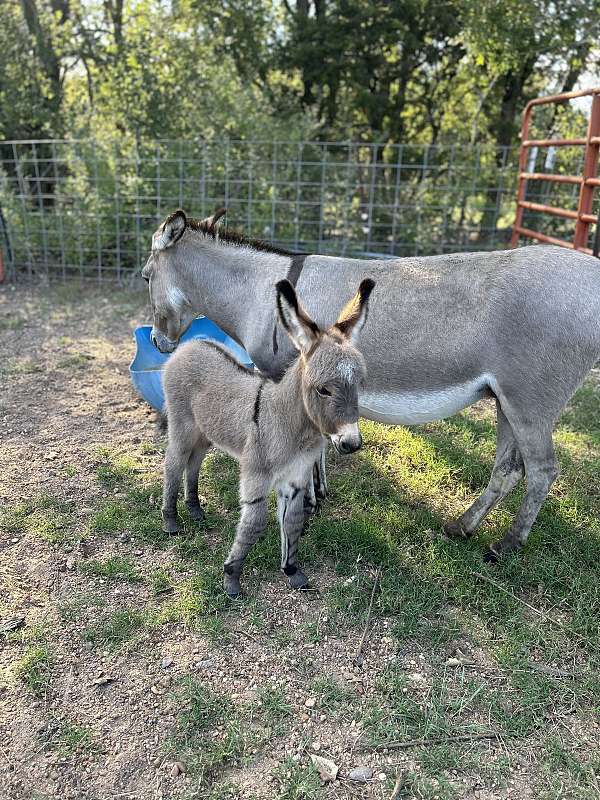 donkey-for-sale