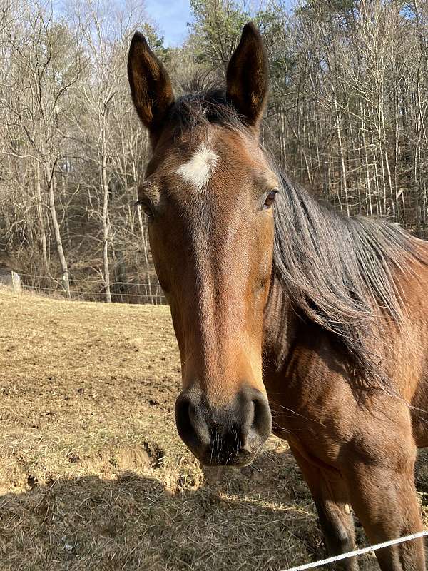 eventing-appendix-horse