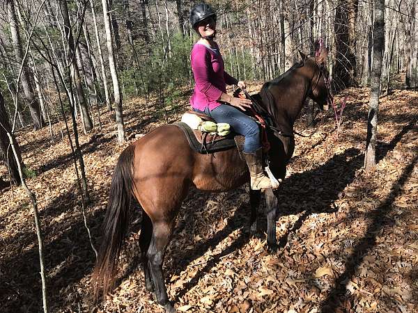 trail-riding-appendix-horse