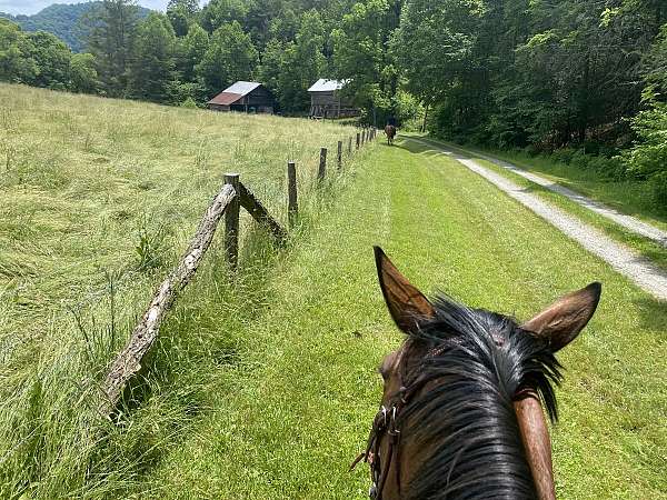 family-horse-appendix