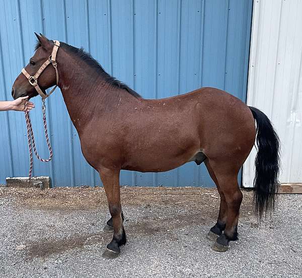 rodeo-welsh-pony