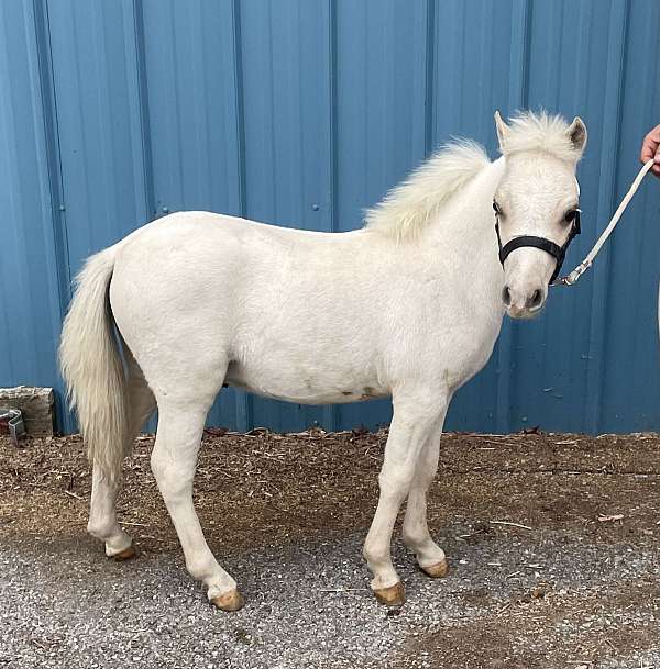 6-hand-palomino-pony