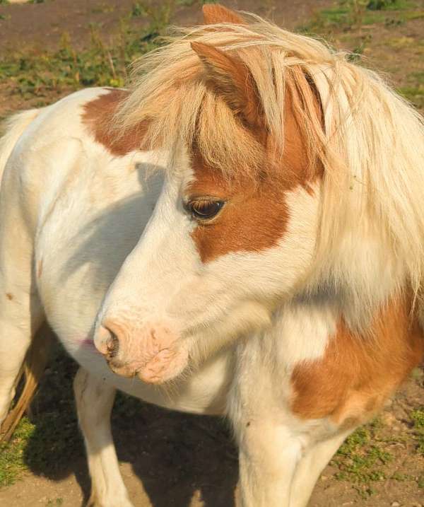 champion-appaloosa-pinto-horse