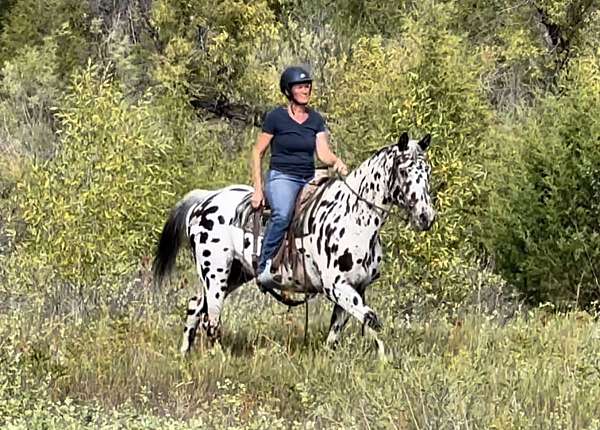 leopard-horse