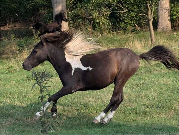 black-pinto-colt-gelding