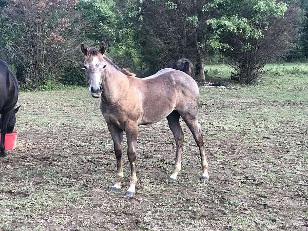 grey-aqha-weanling