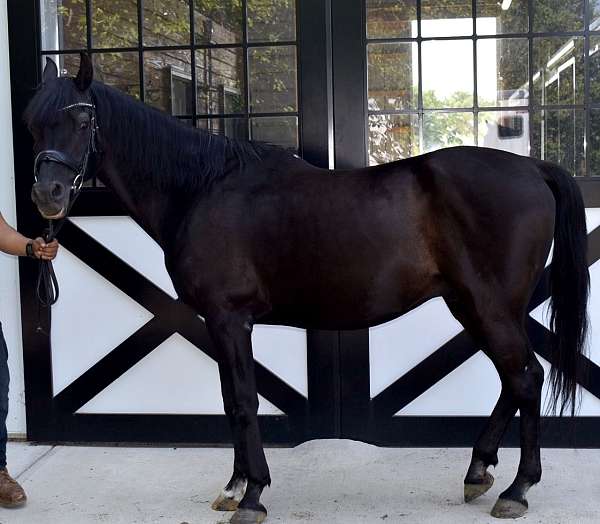 hucklebey-berry-gelding