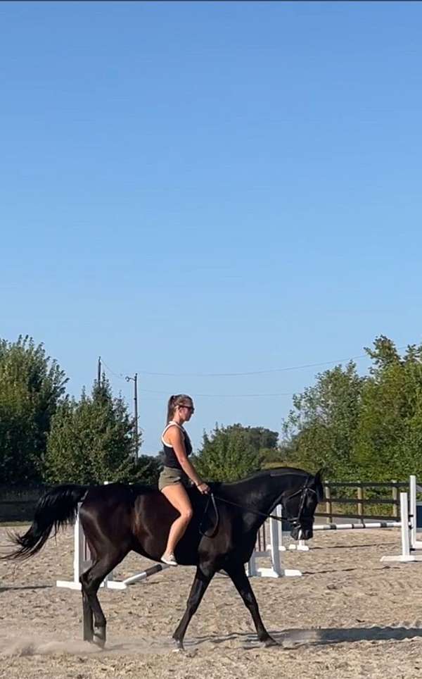 dressage-arabian-horse