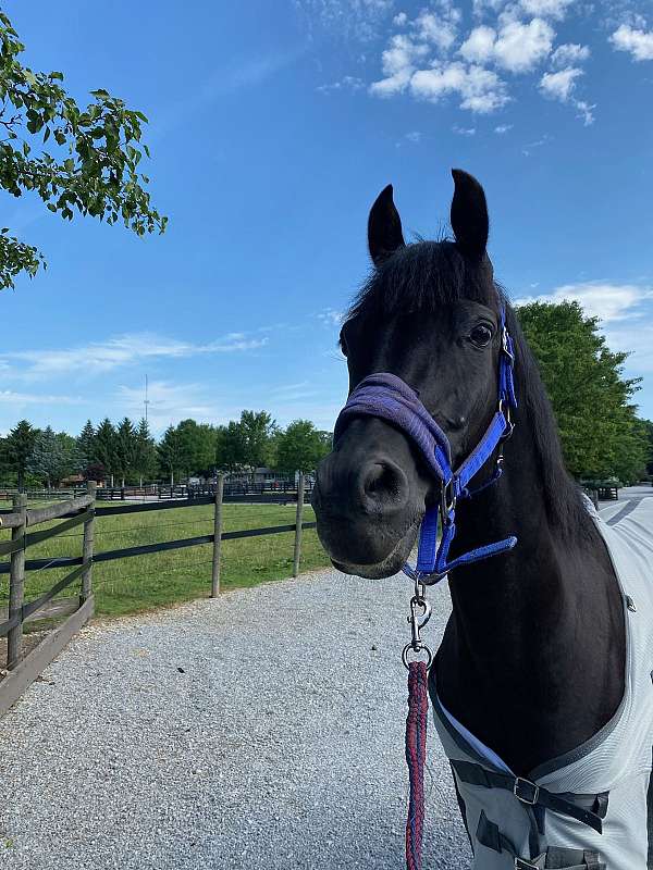 black-arabian-horse