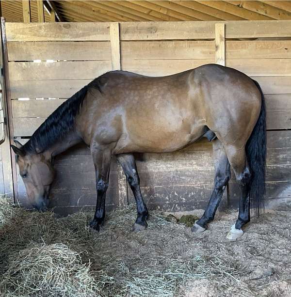 painthorse-thoroughbred-horse