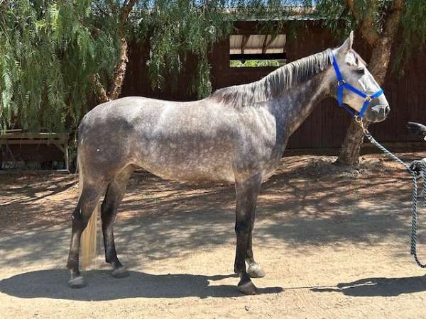 jumper-andalusian-horse