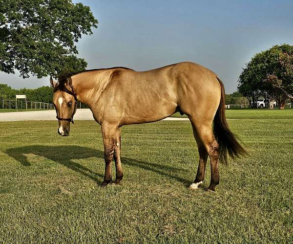 nrha-futurity-prospect-quarter-horse