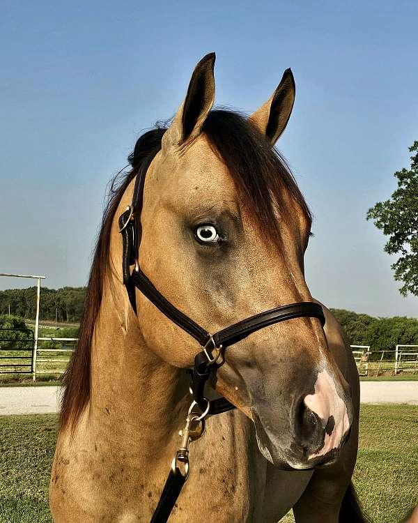 nrha-futurity-prospect-stallion