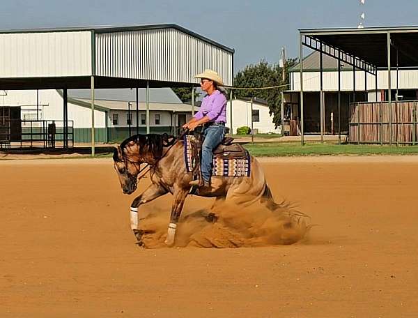 reined-cowhorse-stallion