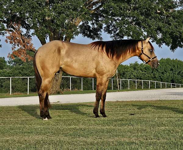 nrha-futurity-prospect-horse