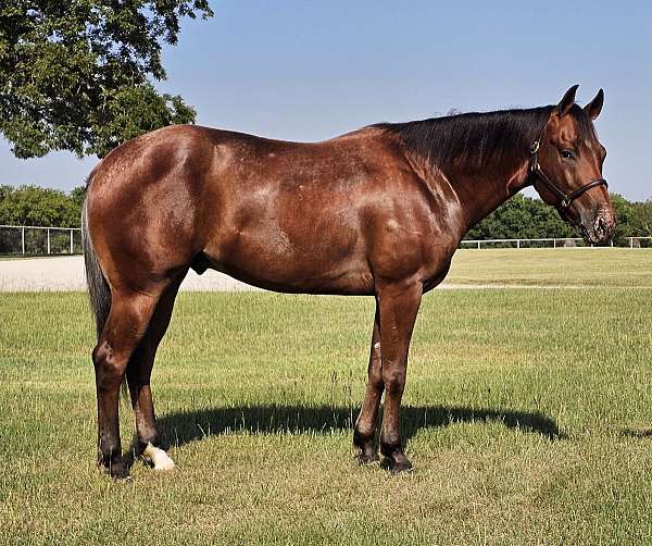 ranch-riding-appaloosa-horse