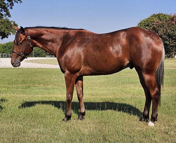 trail-appaloosa-horse